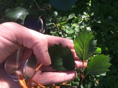 Crataegus chrysocarpa chrysocarpa