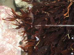 Prionitis lanceolata