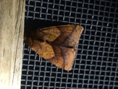 Pyrrhia exprimens