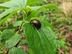 Leptinotarsa behrensi
