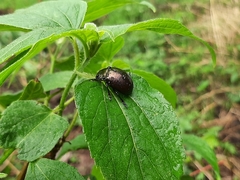 Leptinotarsa behrensi