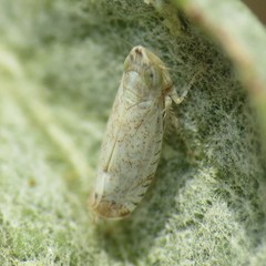 Scaphytopius desertanus