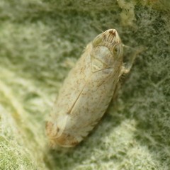 Scaphytopius desertanus