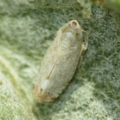 Scaphytopius desertanus