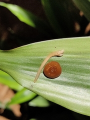 Marasmius elegans