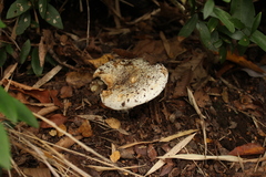 Russula fuegiana