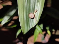 Marasmius elegans