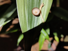 Marasmius elegans