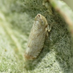 Scaphytopius desertanus