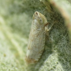 Scaphytopius desertanus