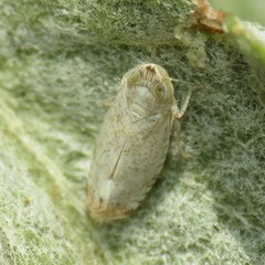 Scaphytopius desertanus