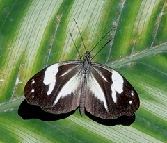 Dismorphia crisia foedora