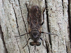 Atomosia puella