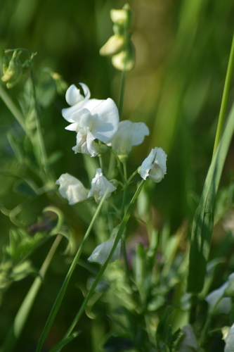 tuberous pea