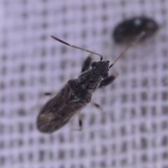 Pseudopachybrachius basalis