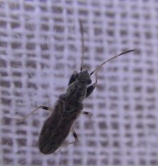 Pseudopachybrachius basalis