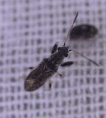 Pseudopachybrachius basalis