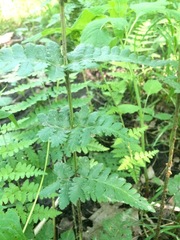 Dryopteris × boottii