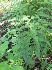 Dryopteris × boottii