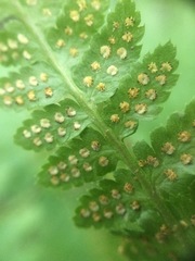 Dryopteris × boottii