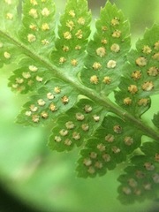 Dryopteris × boottii