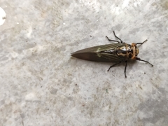 Balinta