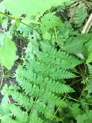 Dryopteris × boottii