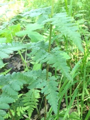 Dryopteris × boottii