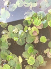 Phyllanthus fluitans