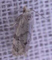 Platphalonidia