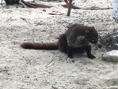 Nasua narica nelsoni