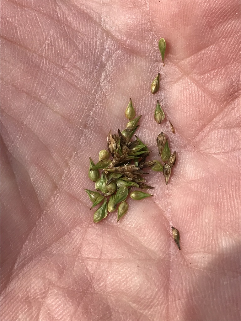 Greater Straw Sedge from Cherokee National Forest, Erwin, TN, US on ...