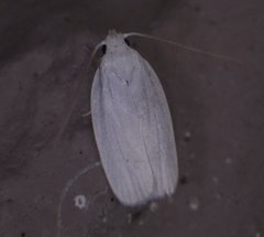 Antaeotricha albulella