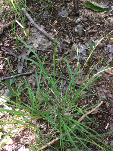 Image of Danthonia compressa by no rights reserved