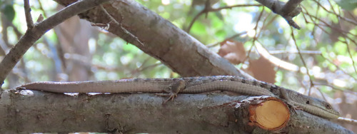 iNaturalist observation photo of San Diego Alligator Lizard