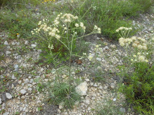 Hymenopappus tenuifolius