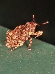 Colobodes billbergii