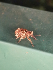 Colobodes billbergii