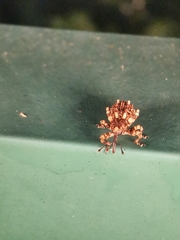 Colobodes billbergii