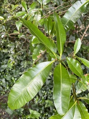 Calophyllum australianum