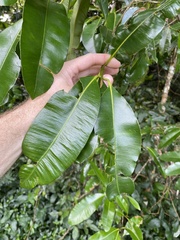 Calophyllum australianum