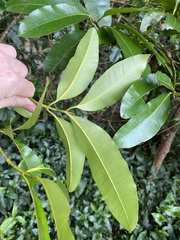 Calophyllum australianum