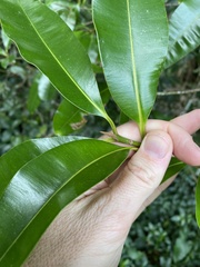 Calophyllum australianum
