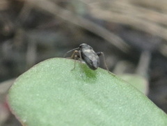 Spanagonicus albofasciatus