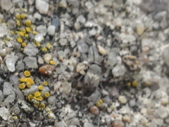 Spanagonicus albofasciatus