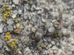 Spanagonicus albofasciatus