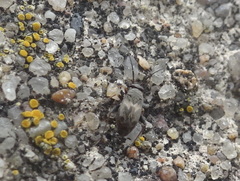 Spanagonicus albofasciatus