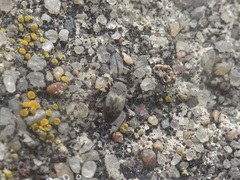 Spanagonicus albofasciatus