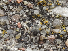 Spanagonicus albofasciatus