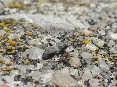 Spanagonicus albofasciatus